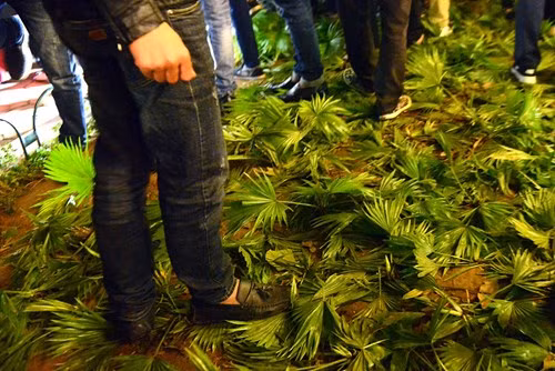 Vô tư giẫm lên thảm hoa, cỏ