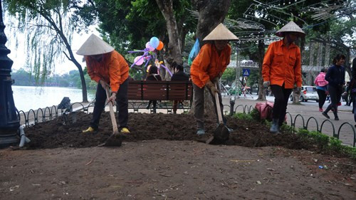 San phẳng vườn hoa trong đêm giao thừa ở Hà Nội ảnh 3 Nhân viên Công ty Thảo viên xanh Udic trồng lại hoa - Ảnh: Thúy Hằng