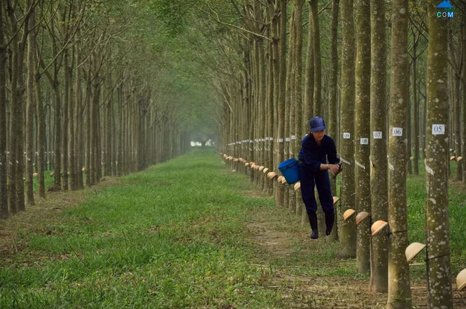 Cao su Phước Hòa: Lãi ròng 215 tỷ đồng, giảm 19% so với năm 2014