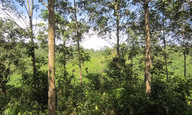 Ảnh Internet