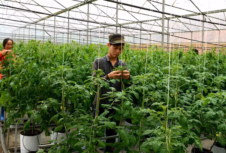 Khu vực kinh tế tập thể, hợp tác xã còn nhiều khó khăn, phát triển chưa tương xứng với tiềm năng. Ảnh: Đình Đông