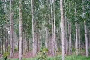 Ngày 30/9/2026, đấu giá cây Keo lai rừng trồng của Ban Quản lý rừng phòng hộ Đắk Mai