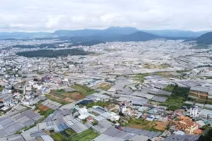 Ngày 27/8/2026, đấu giá gỗ rừng trồng Keo lá tràm tại xã Hồng Sơn, tỉnh Lâm Đồng