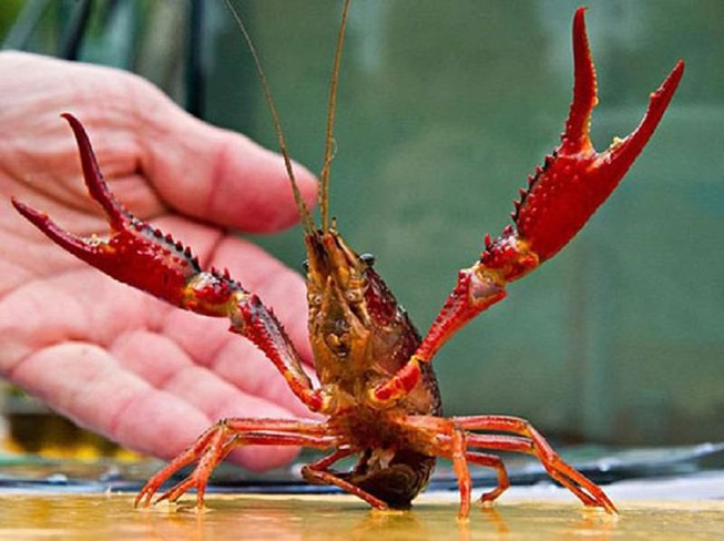Tôm càng đỏ là sinh vật ngoại lai có nguy cơ xâm lại. Ảnh: Internet 