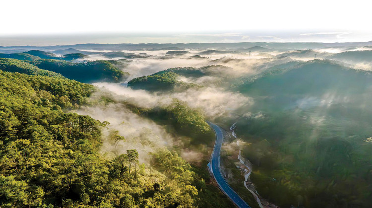 Cho Tây Nguyên thêm xanh