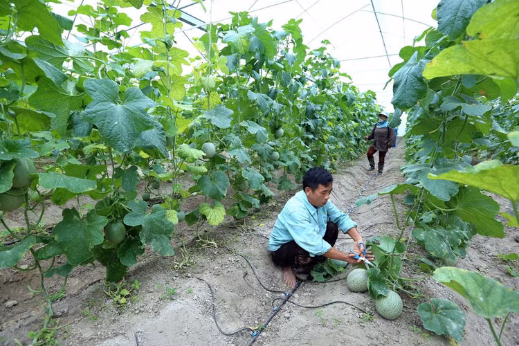 Kinh tế tập thể chưa phát huy được tối đa tiềm năng trong hỗ trợ phát triển kinh tế thành viên cũng như đóng góp vào phát triển kinh tế đất nước. Ảnh: Nhã Chi