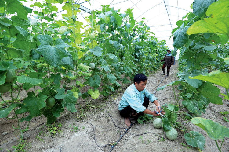 Bối cảnh cách mạng công nghiệp lần thứ tư đặt ra nhiều thách thức cho khu vực kinh tế tập thể. Ảnh: Nhã Chi