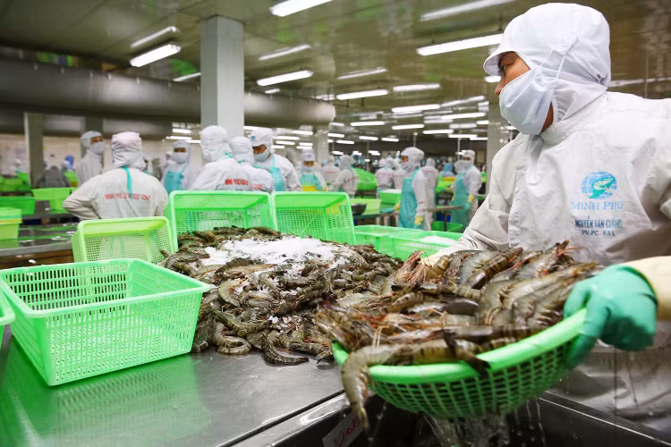 Xuất khẩu thủy sản được dự báo phục hồi nhẹ trong năm 2024, với kim ngạch đạt 9,5 - 10 tỷ USD. Ảnh: Lê Tiên