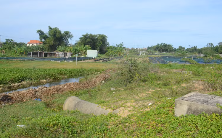 Đoạn chưa được nạo vét đang gây tắc nghẽn dòng sông Cổ Cò, lục bình phủ kín và người dân tận dụng trồng cây ngắn ngày. Ảnh: Minh Nguyệt