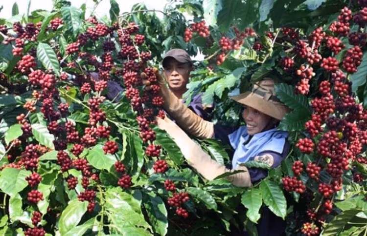 5 tháng đầu năm 2022, giá xuất khẩu bình quân cà phê của Việt Nam ước đạt mức 2.251 USD/tấn, tăng 24% so với cùng kỳ năm 2021.