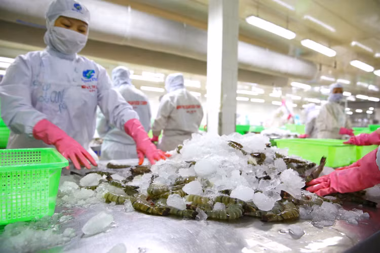 Một số doanh nghiệp chế biến và xuất khẩu thủy sản có lợi nhuận tăng trưởng cao. Ảnh: Lê Tiên