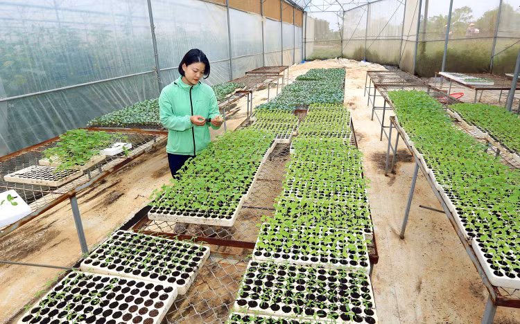 Những điểm mới của Dự thảo Nghị định thay thế Nghị định số 57/2018/NĐ-CP sẽ góp phần chuyển dịch nhanh hơn cơ cấu lại ngành nông nghiệp. Ảnh: Huấn Anh