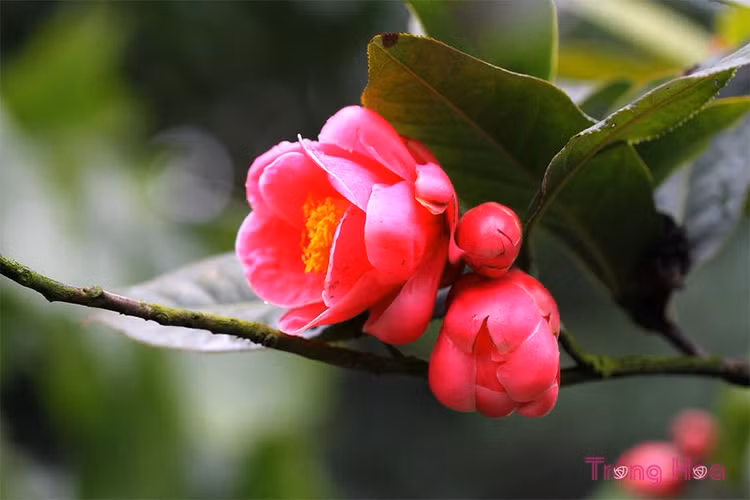 Hoa hải đường, vẻ đẹp ấm áp mùa xuân