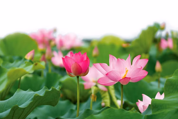 Địa linh sinh nhân kiệt