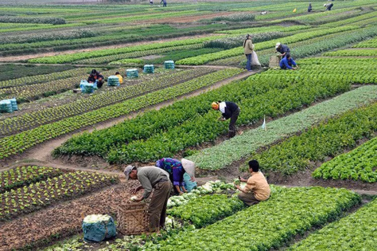 Số thuế SDĐNN được miễn khoảng 7.500 tỷ đồng/năm. Ảnh: Internet 