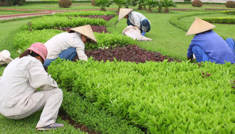 Đặc thù của các gói thầu cung ứng dịch vụ công như vệ sinh môi trường, duy trì cây xanh… là phải bảo đảm tính liên tục. Ảnh: Lê Tiên