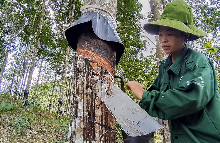 Nhiều doanh nghiệp cao su có kết quả kinh doanh khả quan sau nửa đầu năm thua lỗ. Ảnh: Vũ Lợi