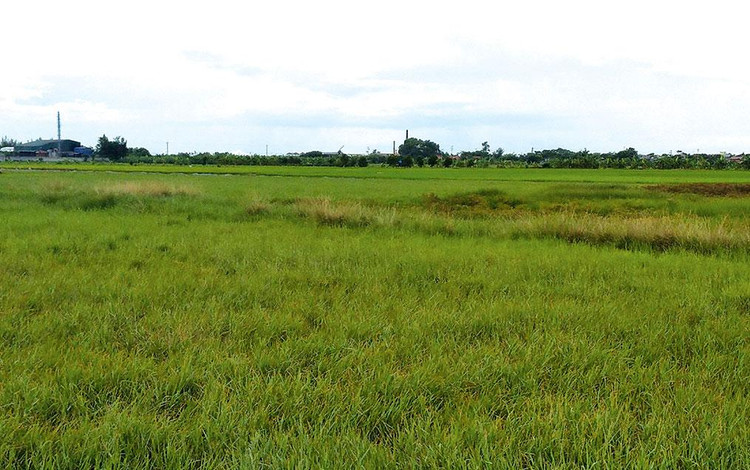 Khu đất thực hiện Dự án Cụm công nghiệp tập trung Đồng Côi giai đoạn 2 có diện tích 24,8 ha. Ảnh: Nguyễn Thủy