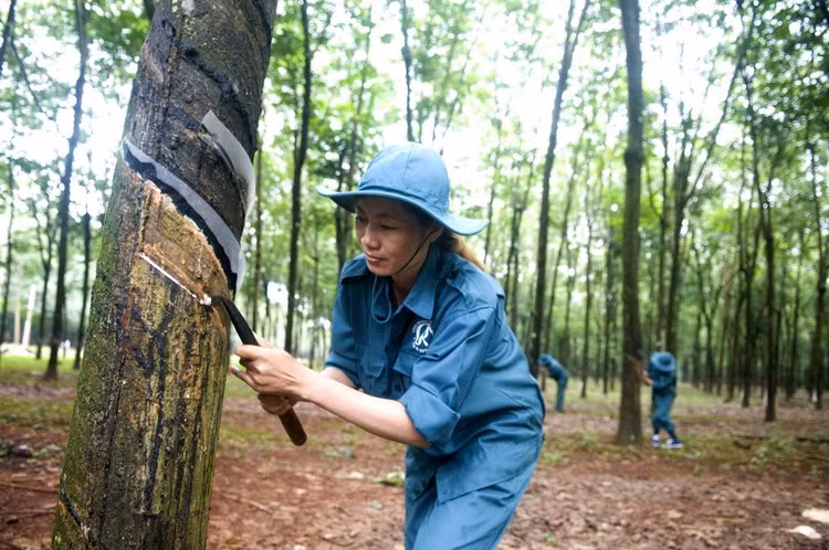 Nhiều doanh nghiệp khai thác cao su thiên nhiên công bố lợi nhuận quý III/2022 sụt giảm so với cùng kỳ năm ngoái. Ảnh: Song Lê