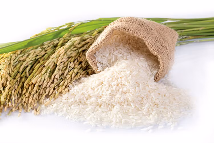 Khát vọng từ hạt gạo Việt vang danh toàn cầu…