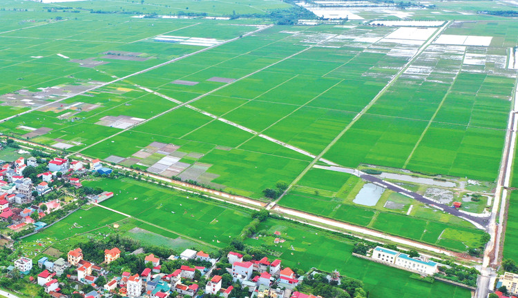 Việc kéo dài thời hạn miễn thuế sử dụng đất nông nghiệp nhằm tiếp tục khuyến khích đầu tư, góp phần tái cơ cấu ngành nông nghiệp, bảo đảm an ninh lương thực. Ảnh: Nhã Chi