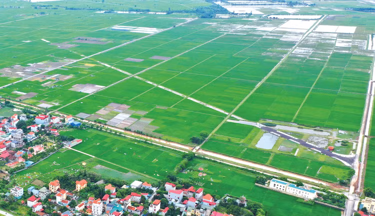 Việc kéo dài thời hạn miễn thuế sử dụng đất nông nghiệp nhằm tiếp tục khuyến khích đầu tư, góp phần tái cơ cấu ngành nông nghiệp, bảo đảm an ninh lương thực. Ảnh: Nhã Chi