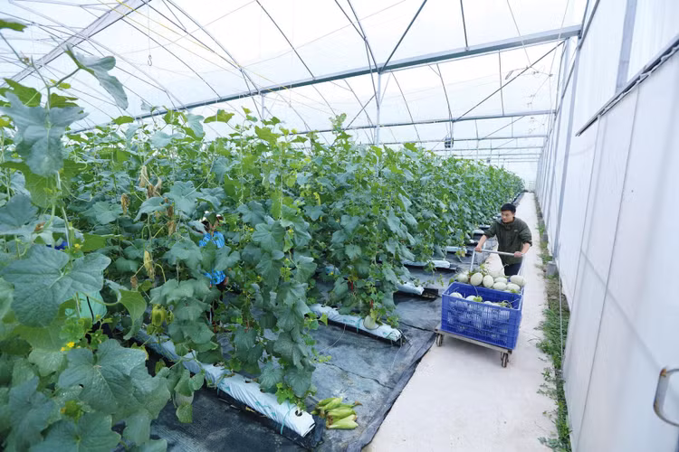 Mức độ đóng góp của khu vực hợp tác xã vào nền kinh tế có chiều hướng giảm dần. Ảnh: Huấn Anh