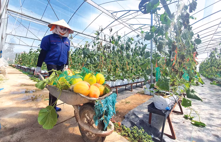 Mức cho vay không có tài sản bảo đảm đối với hợp tác xã, liên hiệp hợp tác xã được tăng từ mức 1 - 3 tỷ đồng lên 5 tỷ đồng. Ảnh: Huấn Anh