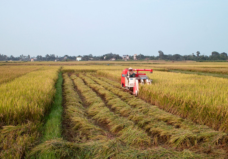 Nếu kéo dài thời gian miễn thuế sử dụng đất nông nghiệp như quy định hiện hành đến hết ngày 31/12/2030, số thuế được miễn khoảng 7.500 tỷ đồng/năm. Ảnh: Lê Tiên