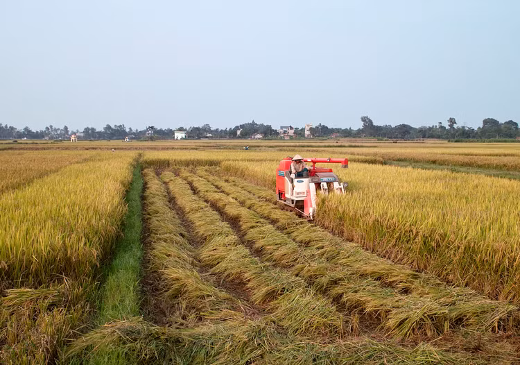 Nếu kéo dài thời gian miễn thuế sử dụng đất nông nghiệp như quy định hiện hành đến hết ngày 31/12/2030, số thuế được miễn khoảng 7.500 tỷ đồng/năm. Ảnh: Lê Tiên