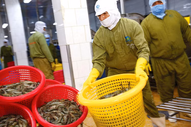 Trong 6 tháng đầu năm, ngành thủy sản đã thu về 5,7 tỷ USD, tăng gần 40% so với cùng kỳ năm 2021. Ảnh: Tiên Giang