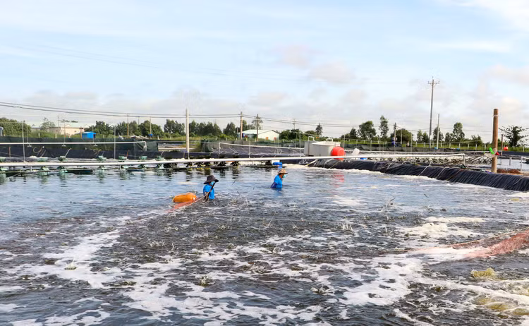 Gói thầu số 01 Tư vấn khảo sát, lập báo cáo nghiên cứu khả thi có giá 8,869 tỷ đồng, thuộc Dự án Phát triển thủy sản bền vững tỉnh Sóc Trăng. Ảnh minh họa: Minh Phong