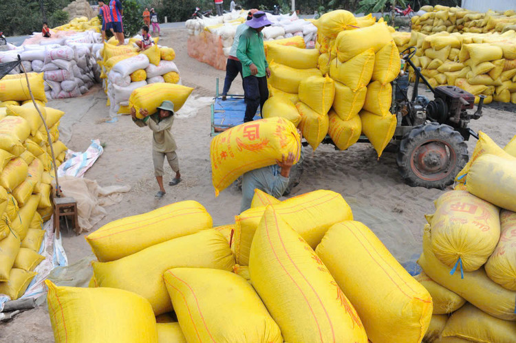 Xuất khẩu gạo sang Bờ Biển Ngà, Trung Quốc, Ghana đạt mức tăng trưởng 3 con số trong 5 tháng đầu năm 2025. Ảnh: Song Lê