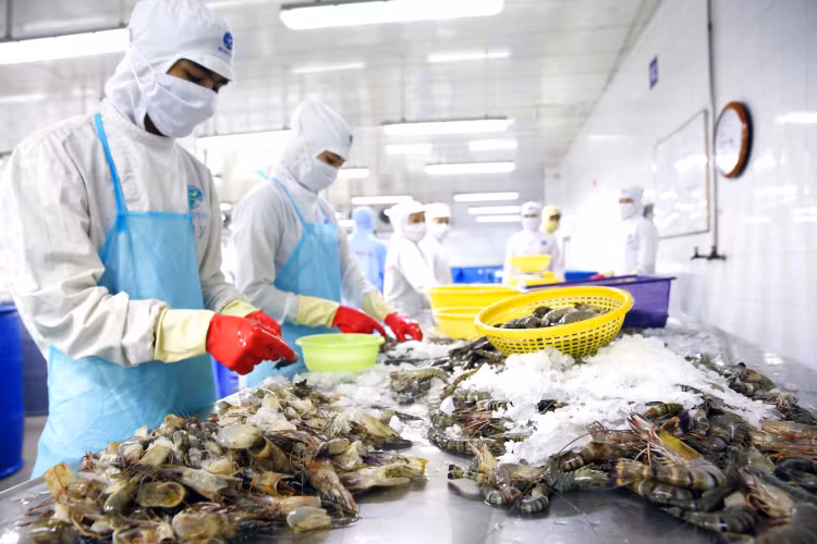 Chương trình cho vay đối với lĩnh vực lâm, thủy sản có quy mô vốn tín dụng khoảng 15.000 tỷ đồng đã giải ngân xong trước thời hạn 30/6/2024. Ảnh: Tiên Giang