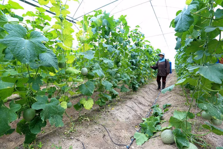 Số lượng hợp tác xã có xu hướng tăng qua các năm trong giai đoạn 2013 - 2021, với tốc độ tăng bình quân là 4,65%/năm. Ảnh: Tiên Giang