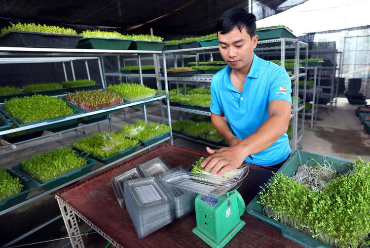 Tình trạng đưa tiêu chí chứng nhận quốc tế vào hồ sơ mời thầu các gói thầu tư vấn, đào tạo VietGAP làm phát sinh nhiều kiến nghị của nhà thầu. Ảnh: Huấn Anh