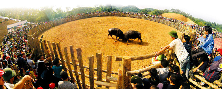 Những “ông trâu” xung trận là đại diện tiêu biểu, tinh tú cho những con trâu hàng ngày gắn bó với người nông dân trên đồng ruộng