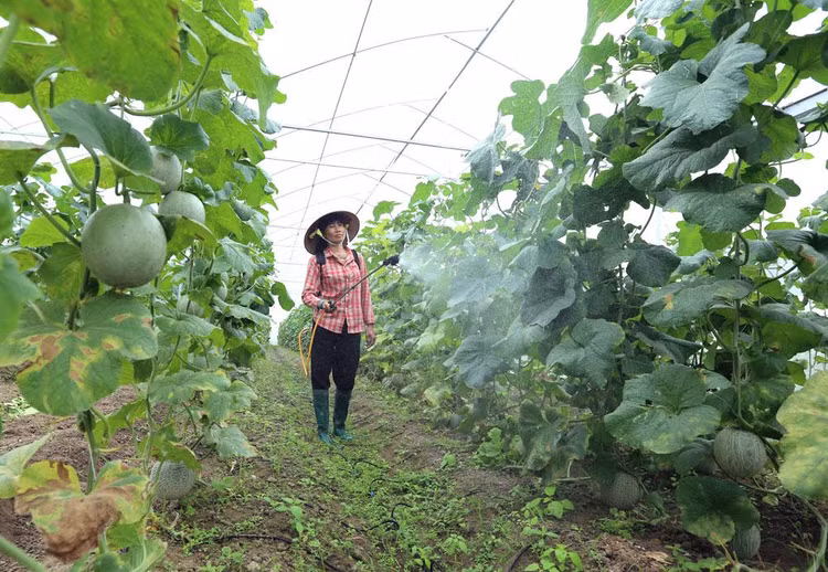 Sau gần 10 năm thi hành Luật Hợp tác xã năm 2012, khu vực hợp tác xã có bước phát triển cả về số lượng và chất lượng, cơ bản khắc phục được tình trạng yếu kém kéo dài. Ảnh: Huấn Anh