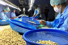 Đấu giá nhà xưởng chế biến nhân điều và hơn 33 tấn hạt điều thô tại Tây Ninh. Ảnh minh họa: Intrenet