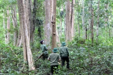 Đồng Nai tổ chức đấu giá quyền khai thác hơn 529 ha rừng trồng. Ảnh minh họa: Internet