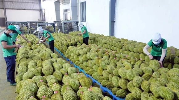 Xuất khẩu rau quả 11 tháng đạt 7,8 tỷ USD