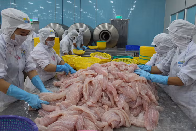 Nhiều hiệp định thương mại có hiệu lực từ năm 2016 mở ra cơ hội xuất khẩu cho nhiều ngành hàng trong nước. Trong ảnh: chế biến cá tra xuất khẩu tại Công ty CP Hùng Vương (Bến Tre) - Ảnh: Trần Mạnh