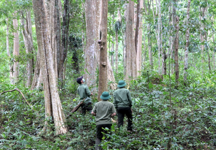 Đồng Nai tổ chức đấu giá quyền khai thác hơn 529 ha rừng trồng. Ảnh minh họa: Internet
