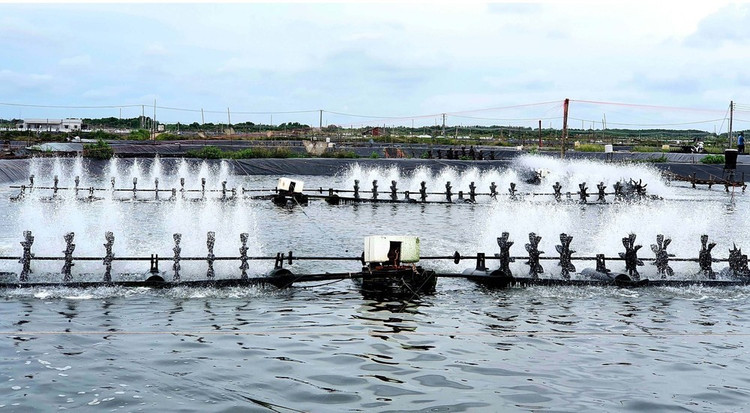 Đấu giá hệ thống nhà xưởng và dây chuyền sản xuất thức ăn thủy sản tại Cần Thơ. Ảnh minh họa: Internet