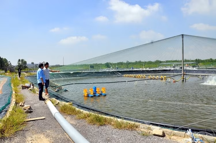 Đấu giá 41 nền đất ở và 186.242 m2 diện tích nuôi trồng thủy sản tại xã Trường Xuân (Đồng Tháp). Ảnh minh họa: Internet