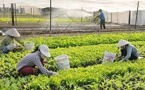 Tìm giải pháp tháo gỡ nguồn lực tài chính để phát triển kinh tế tập thể