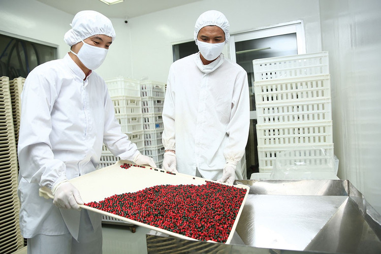 Theo quy định hiện hành, chủ đầu tư không chỉ dựa vào giá trúng thầu năm trước mà còn có thể dựa trên nhiều thông tin khác để lập giá kế hoạch mua sắm thuốc. Ảnh: Tiên Giang