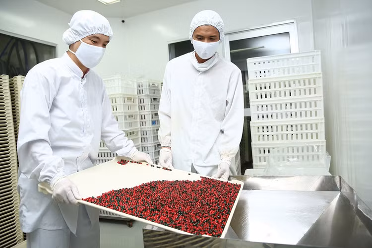 Theo quy định hiện hành, chủ đầu tư không chỉ dựa vào giá trúng thầu năm trước mà còn có thể dựa trên nhiều thông tin khác để lập giá kế hoạch mua sắm thuốc. Ảnh: Tiên Giang