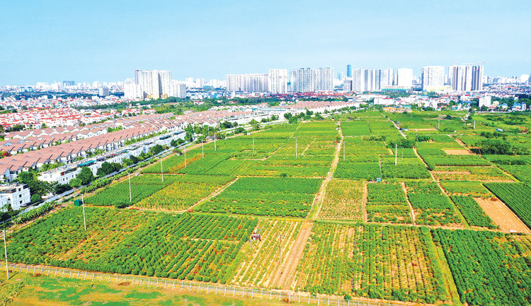 Các địa phương đang xem đấu giá đất không chỉ là nguồn thu ngân sách, mà còn là công cụ thúc đẩy giải ngân vốn đầu tư công, huy động nguồn lực xã hội và phát triển đô thị. Ảnh minh họa: Tiên Giang
