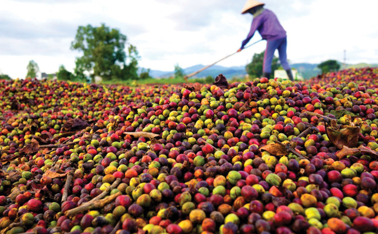 Một số hiệp hội ngành hàng phản ánh, do chưa có hướng dẫn cụ thể về định nghĩa “sơ chế thông thường” nên nhiều doanh nghiệp lúng túng trong kê khai thuế dẫn đến chậm hoàn thuế. Ảnh minh họa: An An